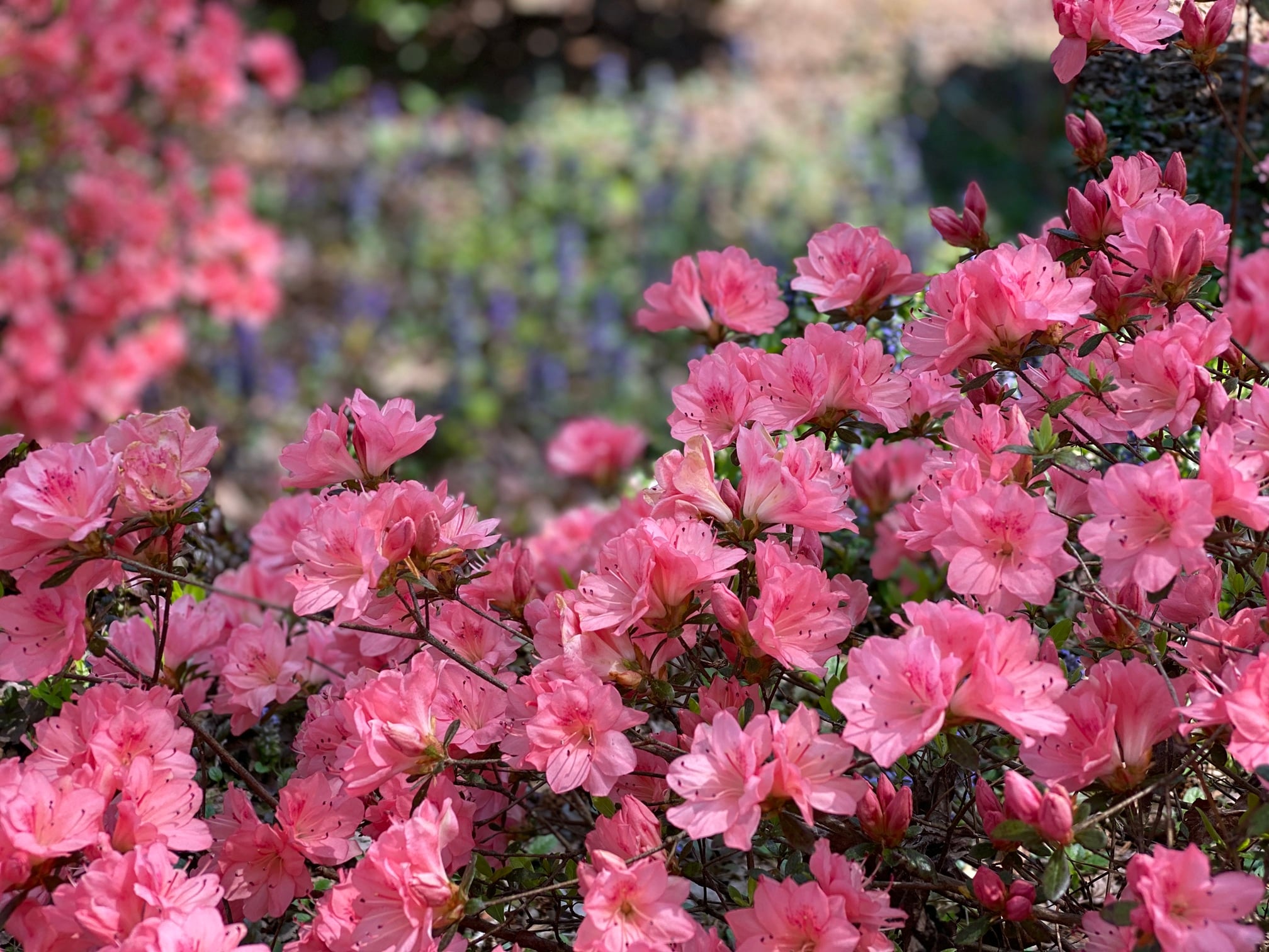 Fulton County landscaping